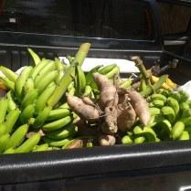 Platanos, guineos, rulos, yuca y aguacates