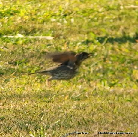 140. Digiscoping en Sant Adrià: Zorzal