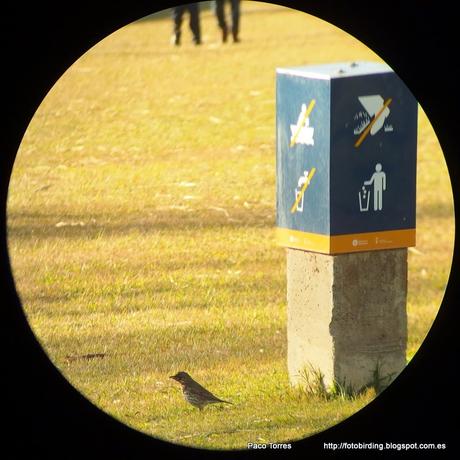 140. Digiscoping en Sant Adrià: Zorzal