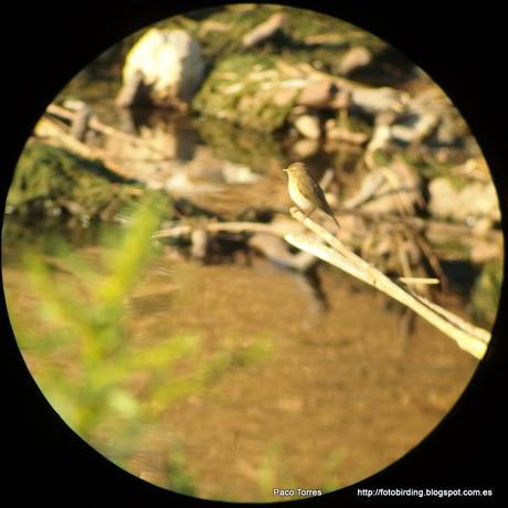 140. Digiscoping en Sant Adrià: Mosquitero