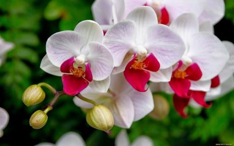 Datos acerca de las orquídeas