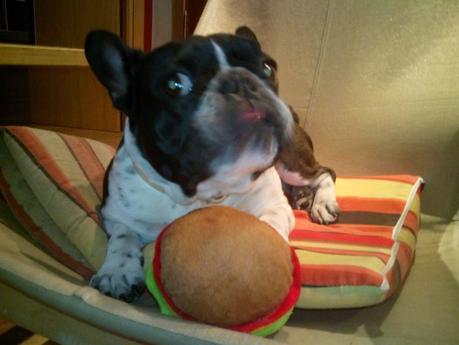 Galletas para perros Galletas para perros