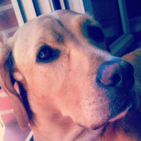 Subirse a sofás - Koko te enseña #1 Subirse a sofás - Koko te enseña #1