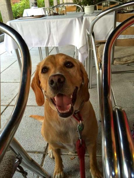 Subirse a sofás - Koko te enseña #1 Subirse a sofás - Koko te enseña #1