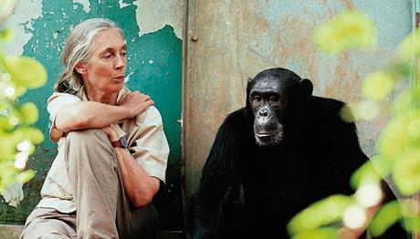 Movilizate por la selva Instituto Jane Goodall chimpances