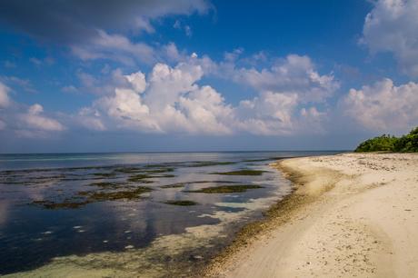 Las algas en la marea baja, Kaashidhoo