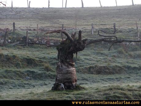 Ruta PR AS-46 Pico Mua: Arbol curioso Ruta PR AS-46 Pico Mua: Arbol curioso