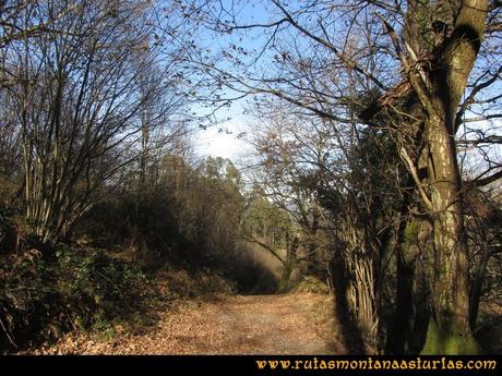 Ruta PR AS-46 Pico Mua: Pista entre árboles Ruta PR AS-46 Pico Mua: Pista entre árboles