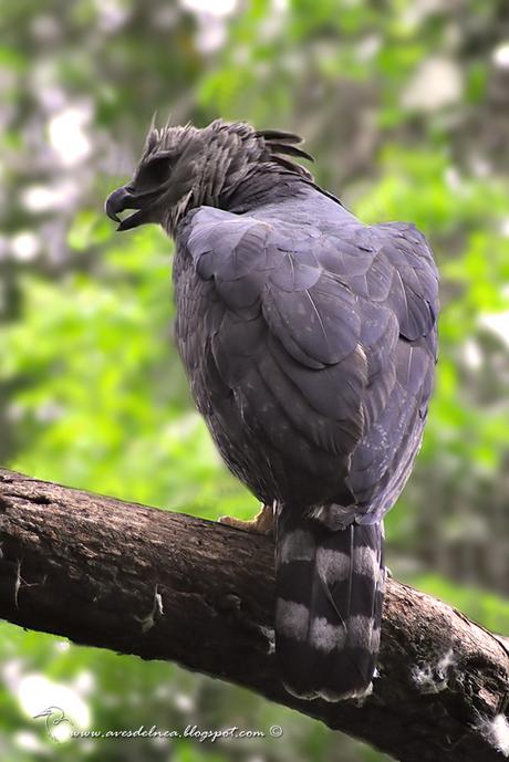 Harpía (Harpy Eagle) Harpia harpyja