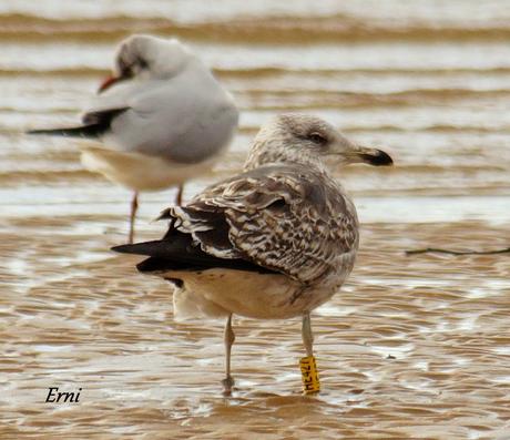 LAS ZONAS INUNDABLES SE INUNDAN COMO BIEN SABEN LAS AVES