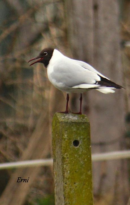 LAS ZONAS INUNDABLES SE INUNDAN COMO BIEN SABEN LAS AVES