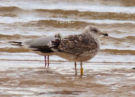 LAS ZONAS INUNDABLES SE INUNDAN COMO BIEN SABEN LAS AVES