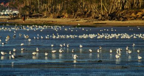 LAS ZONAS INUNDABLES SE INUNDAN COMO BIEN SABEN LAS AVES