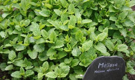 melisa-planta-medicinal-668x400x80xX