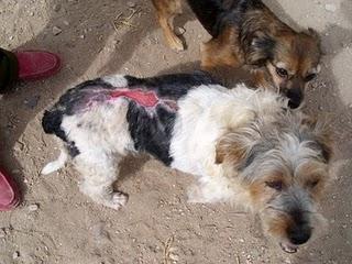 ALMA, PERRITA A LA QUE QUEMARON VIVA... ALMA, PERRITA A LA QUE QUEMARON VIVA...