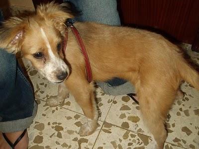 Bruno. Cachorrito abandonado busca acogida urgente.(Córdoba)