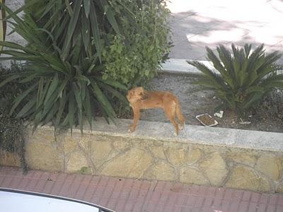 OTRA ALMA ABANDONADA A SU SUERTE EN LOS MISMOS HUESOS Y DEAMBULANDO SIN RUMBO (CADIZ) OTRA ALMA ABANDONADA A SU SUERTE EN LOS MISMOS HUESOS Y DEAMBULANDO SIN RUMBO (CADIZ)