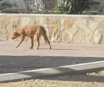 OTRA ALMA ABANDONADA A SU SUERTE EN LOS MISMOS HUESOS Y DEAMBULANDO SIN RUMBO (CADIZ) OTRA ALMA ABANDONADA A SU SUERTE EN LOS MISMOS HUESOS Y DEAMBULANDO SIN RUMBO (CADIZ)