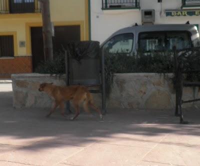 OTRA ALMA ABANDONADA A SU SUERTE EN LOS MISMOS HUESOS Y DEAMBULANDO SIN RUMBO (CADIZ) OTRA ALMA ABANDONADA A SU SUERTE EN LOS MISMOS HUESOS Y DEAMBULANDO SIN RUMBO (CADIZ)
