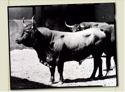Victorino enfundará sus toros Victorino enfundará sus toros