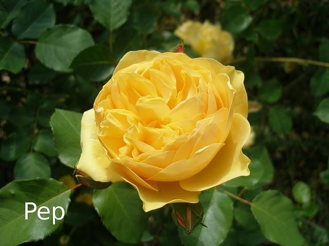 Graham Thomas: un clásico inglés Graham Thomas: un clásico inglés