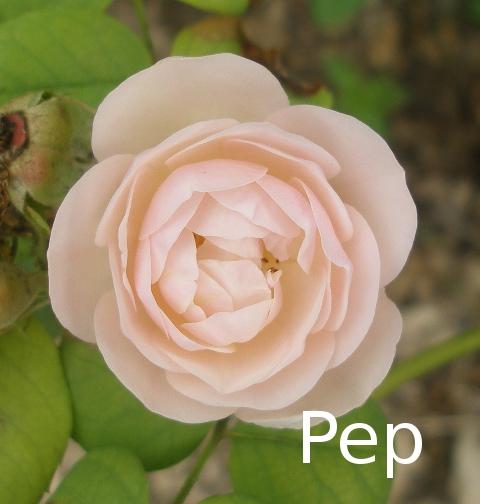 Graham Thomas: un clásico inglés Graham Thomas: un clásico inglés