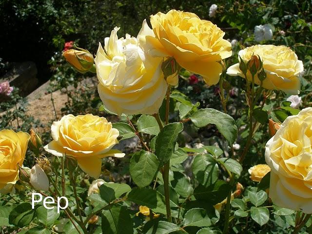 Graham Thomas: un clásico inglés Graham Thomas: un clásico inglés