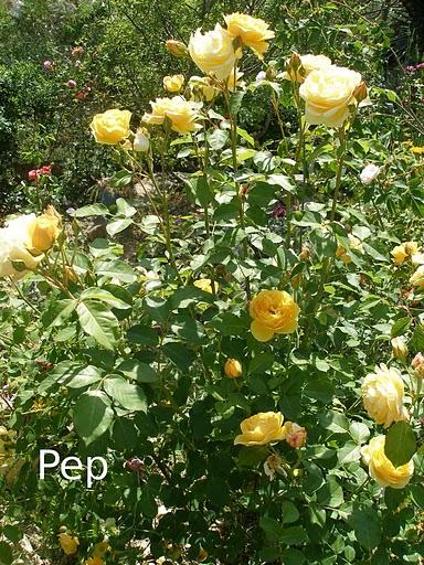 Graham Thomas: un clásico inglés Graham Thomas: un clásico inglés