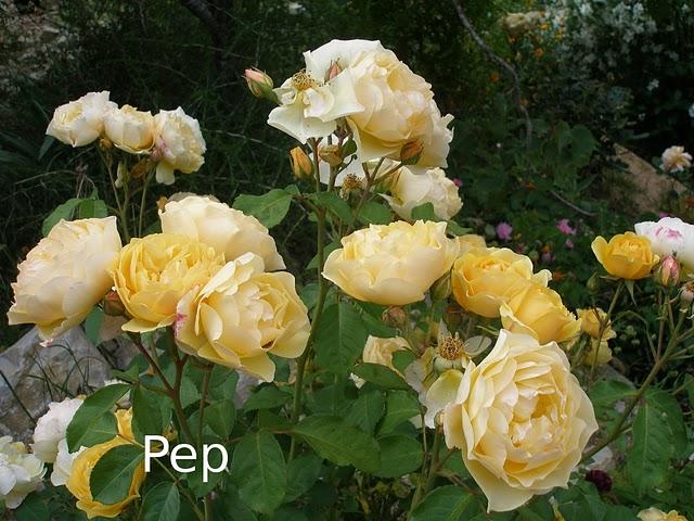 Graham Thomas: un clásico inglés Graham Thomas: un clásico inglés