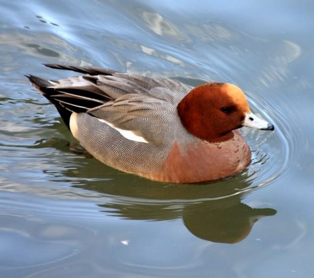 ÁNADES-ANATIDAE