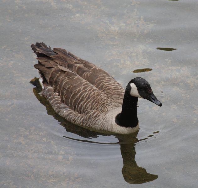 ÁNADES-ANATIDAE