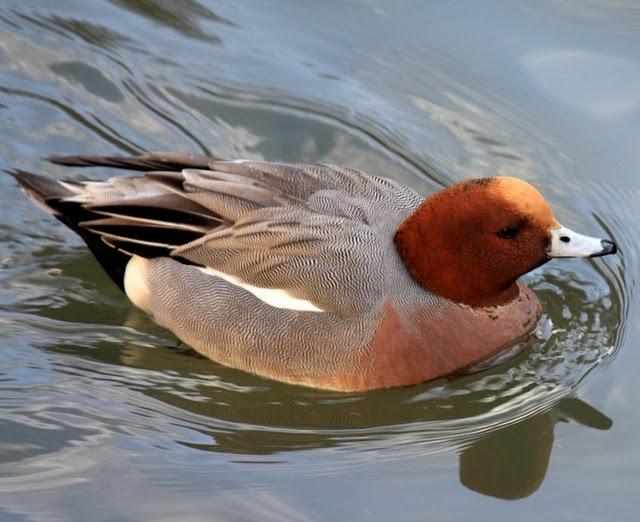 ÁNADES-ANATIDAE