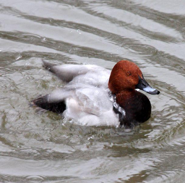 ÁNADES-ANATIDAE