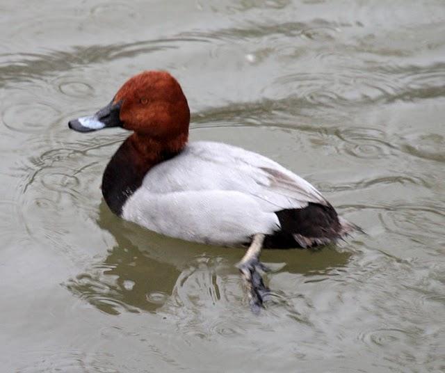 ÁNADES-ANATIDAE