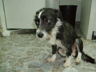 ¡URGENTE!!! PANCHO NECESITA ACOGIDA O ADOPCIÓN. Alcira (Valencia)