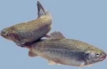 La Junta de Andalucía realizará sueltas controladas de trucha arco iris en los tres próximos años La Junta de Andalucía realizará sueltas controladas de trucha arco iris en los tres próximos años