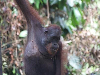 Sandakan y Sepilok Sandakan y Sepilok