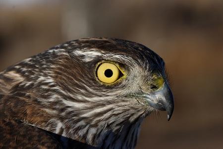 Calendario natural - Octubre Calendario natural - Octubre