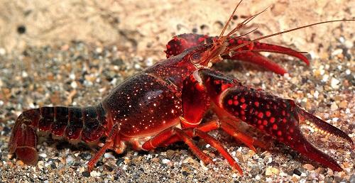 Cangrejo rojo o americano  (Procambarus  clarkii)