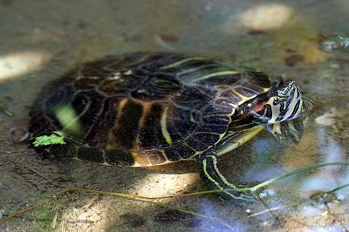 Galápago americano (Trachemys scripta) Galápago americano (Trachemys scripta)