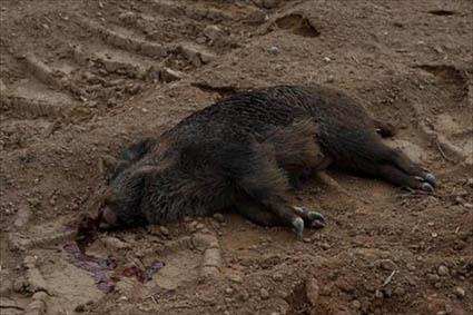 Agentes de Protección de la Naturaleza abortan una batida de caza ilegal en Binaced