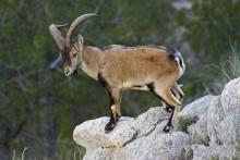 Liberados ejemplares de cabra montés con transmisores Liberados ejemplares de cabra montés con transmisores