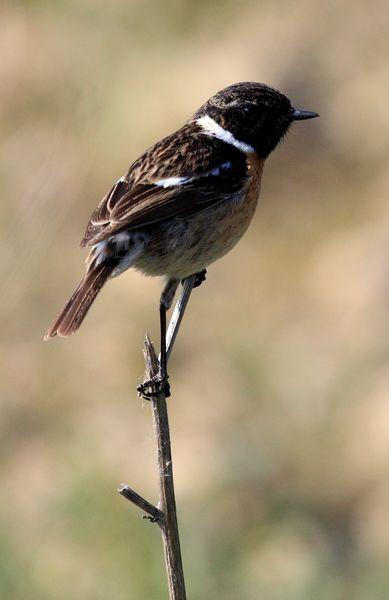 TARABILLA COMÚN-SAXICOLA TORQUATA-COMMON STONECHAT