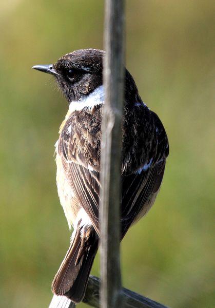 TARABILLA COMÚN-SAXICOLA TORQUATA-COMMON STONECHAT