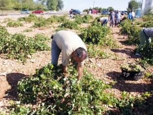 Daimiel vive este fin de semana su tradicional Fiesta de la Vendimia Daimiel vive este fin de semana su tradicional Fiesta de la Vendimia
