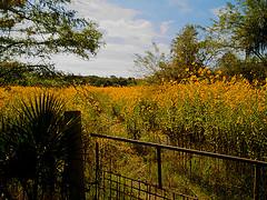 Sobrevivimos a nuestros ojos Sobrevivimos a nuestros ojos