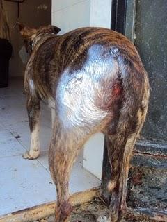 TROY, CRUCE DE GALGO, PRIMERO EN LA LISTA DE SACRIFICIO....(MADRID) TROY, CRUCE DE GALGO, PRIMERO EN LA LISTA DE SACRIFICIO....(MADRID)