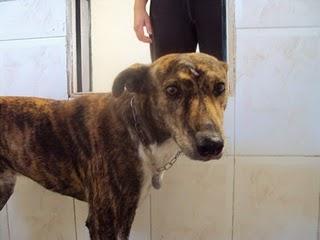 TROY, CRUCE DE GALGO, PRIMERO EN LA LISTA DE SACRIFICIO....(MADRID) TROY, CRUCE DE GALGO, PRIMERO EN LA LISTA DE SACRIFICIO....(MADRID)