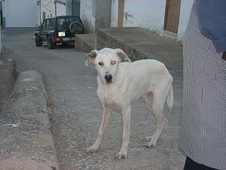 Beto, un gradullón de 6 meses desnustrido y abandonado en Alcala la Real (Jaén) Beto, un gradullón de 6 meses desnustrido y abandonado en Alcala la Real (Jaén)