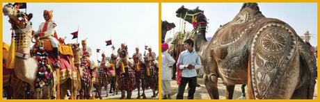 collage camel festival